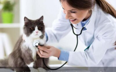 Descubriendo el mundo de la veterinaria: ¿qué es un veterinario?